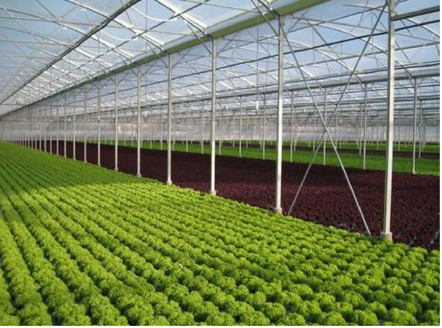 KoolLite Plus Greenhouse Film for Warm Climates - SuntexCP